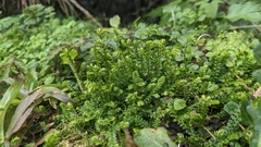 Selaginella nipponica (Selaginella nipponica)