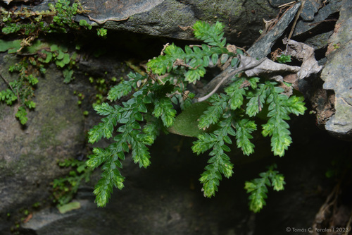 Selaginella novae-hollandiae (Selaginella novae-hollandiae)