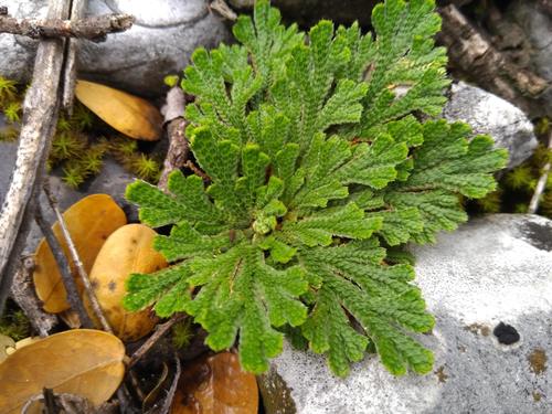 Selaginella novoleonensis (Selaginella novoleonensis)