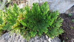 Selaginella novoleonensis (Selaginella novoleonensis)
