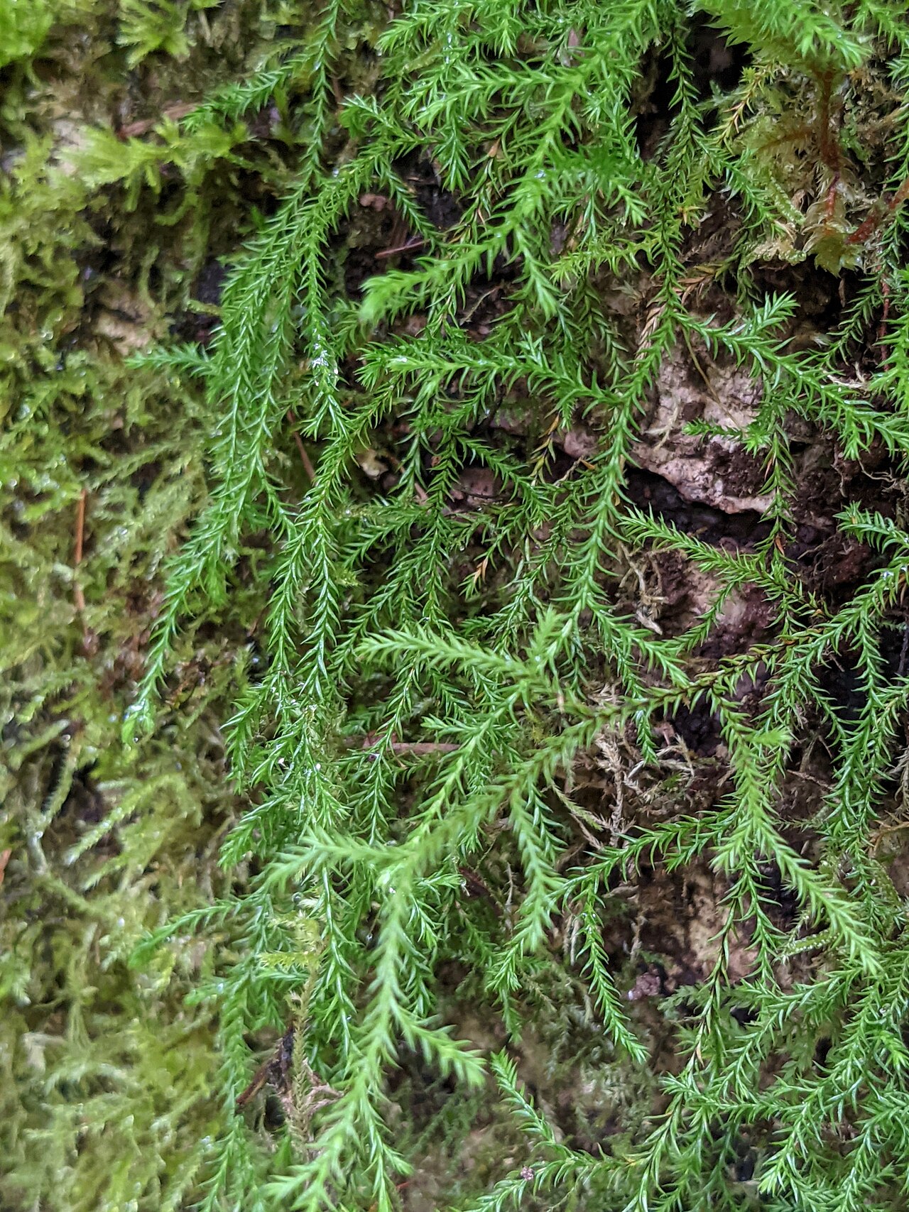Oregon spikemoss: Oregon Spikemoss (Selaginella oregana). Species of plant.