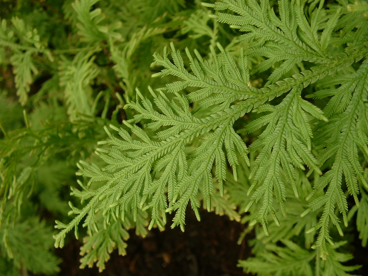 Selaginella ornithopodioides: Selaginella ornithopodioides photo by Jeffdelonge Jardin botanique de Lyon, avril 2006