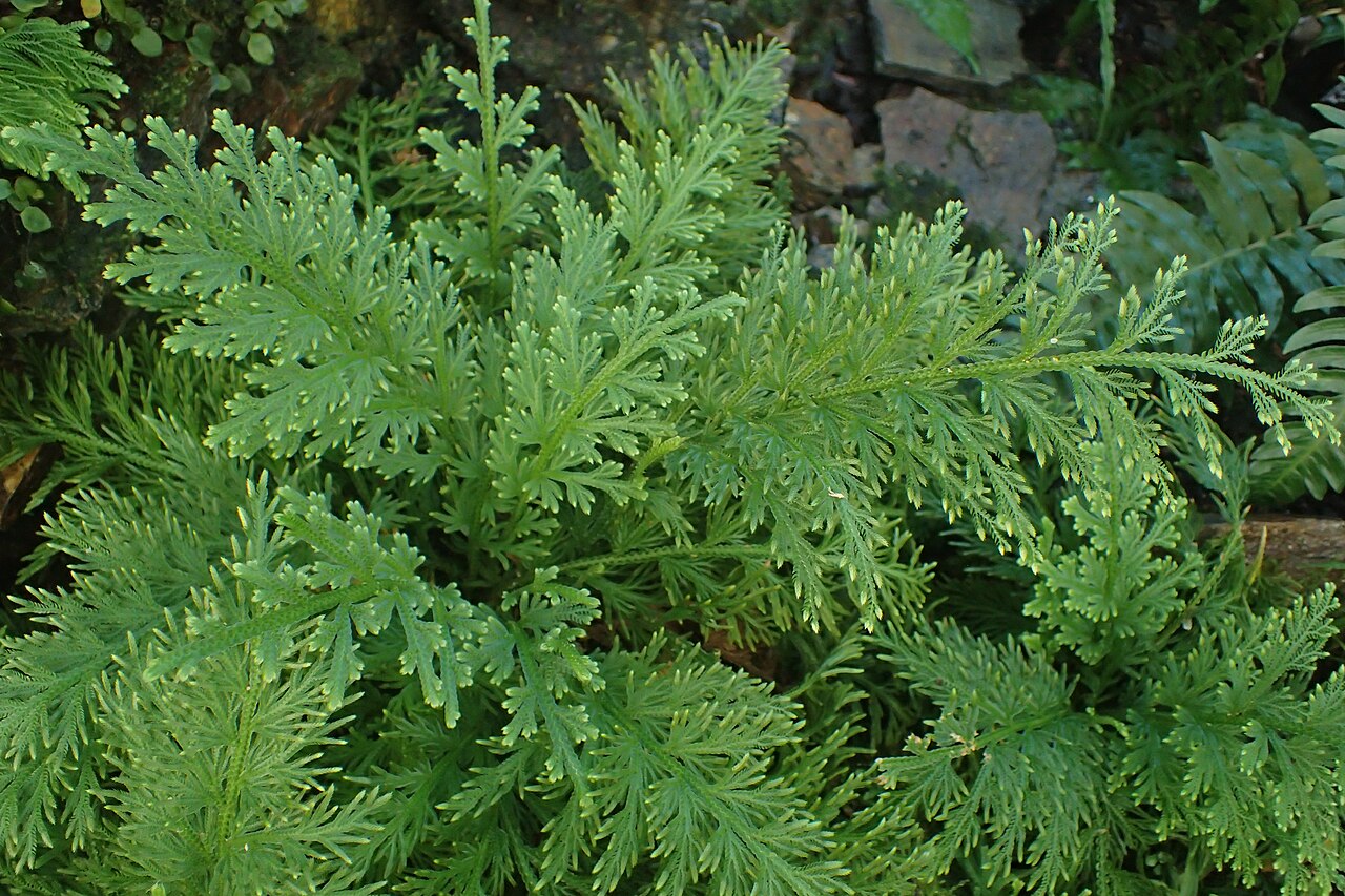 Selaginella pallescens: Selaginella pallescens in the Botanischer Garten, Berlin-Dahlem