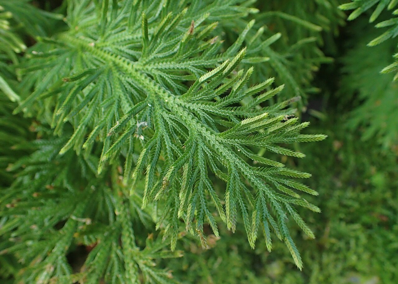 Selaginella pallescens: Selaginella pallescens in the Botanischer Garten, Berlin-Dahlem