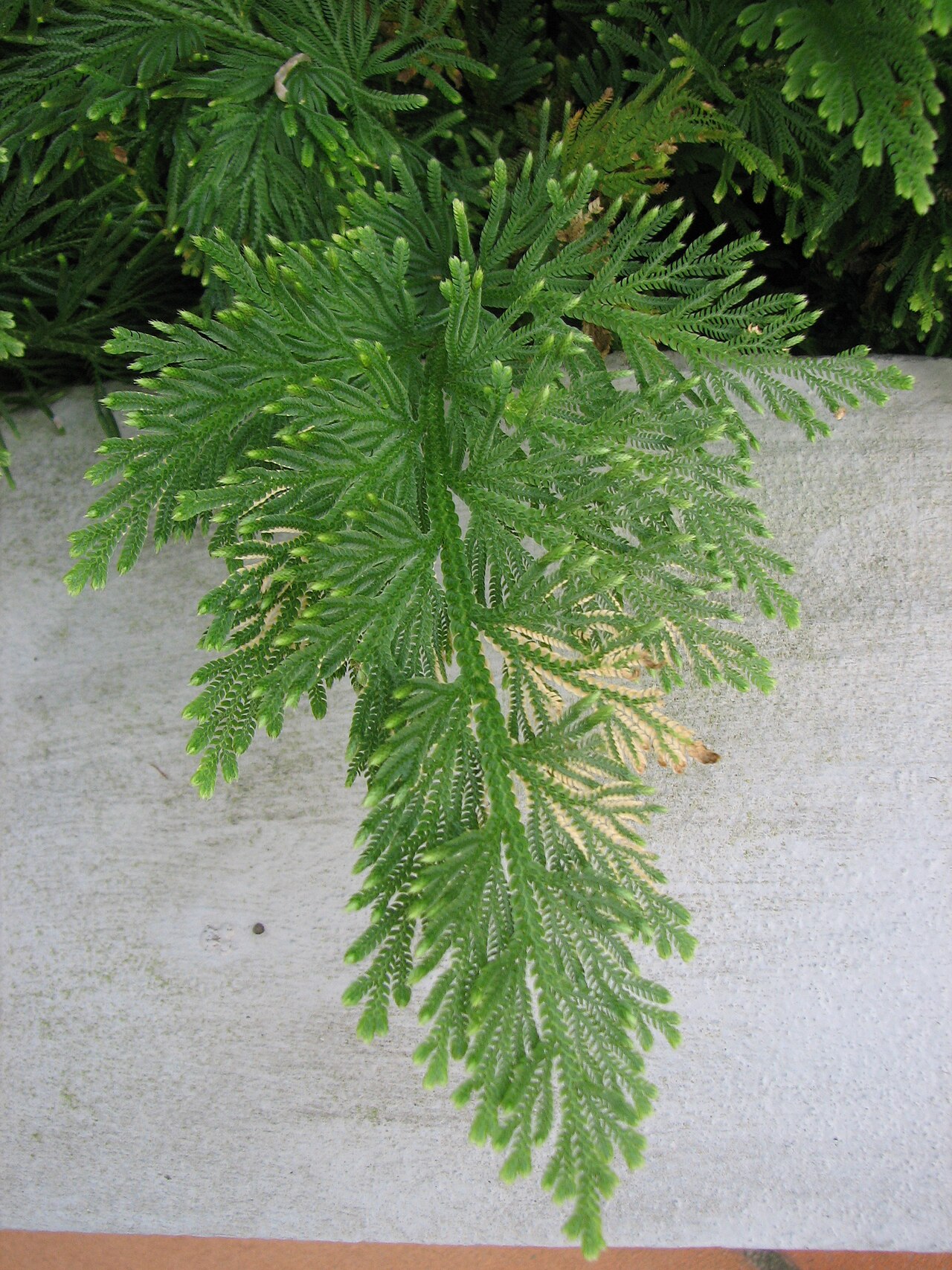 Selaginella pallescens: Selaginella pallescens - listy