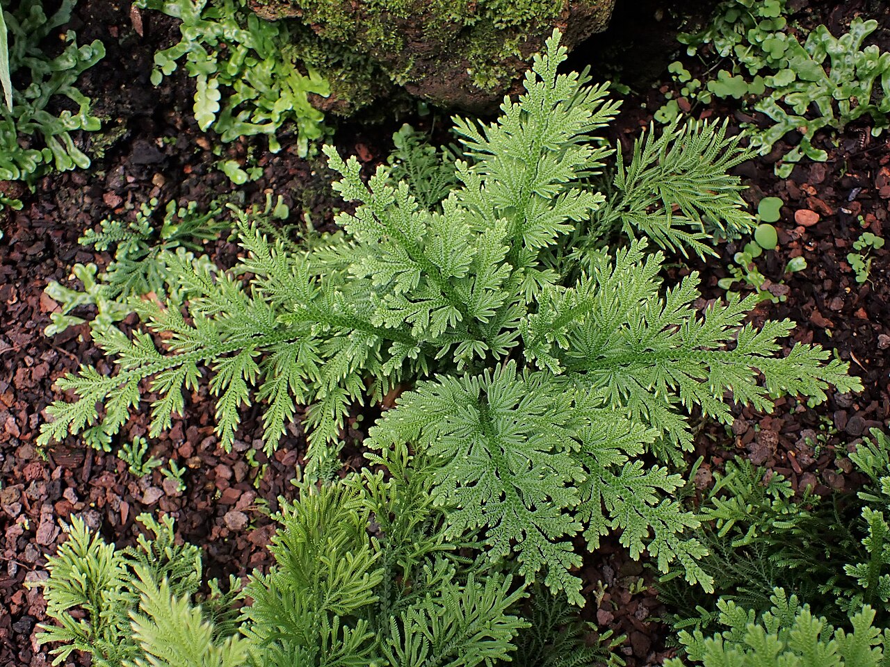 Selaginella pallescens: Selaginella pallescens in the Botanischer Garten, Berlin-Dahlem
