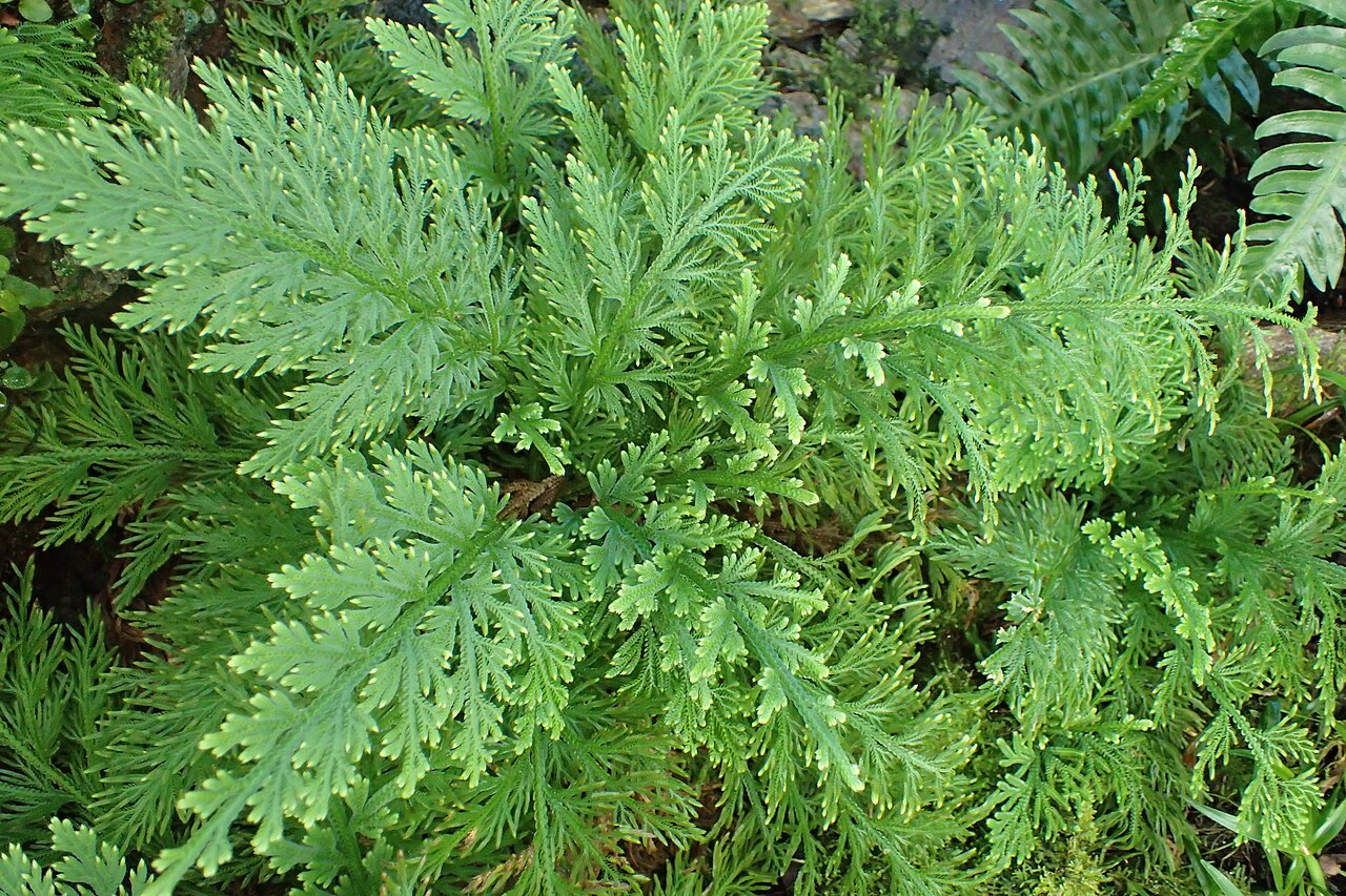 Selaginella pallescens: Selaginella pallescens in the Botanischer Garten, Berlin-Dahlem