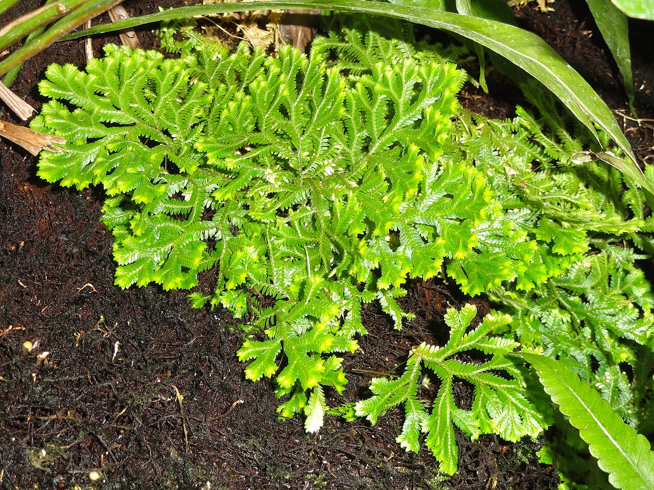 Selaginella pallescens: Botanical specimen in the United States Botanic Garden, Washington, DC, USA.