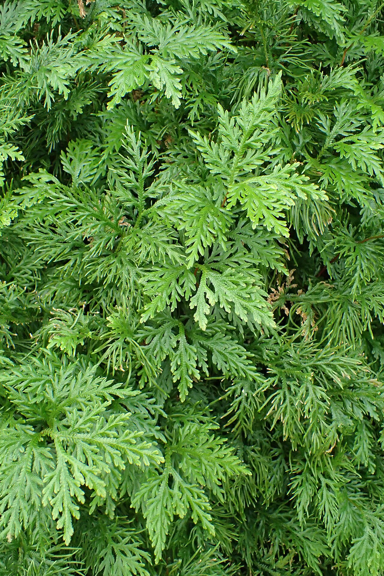 Selaginella pallescens: Selaginella pallescens in Lincoln Park Conservatory in Chicago