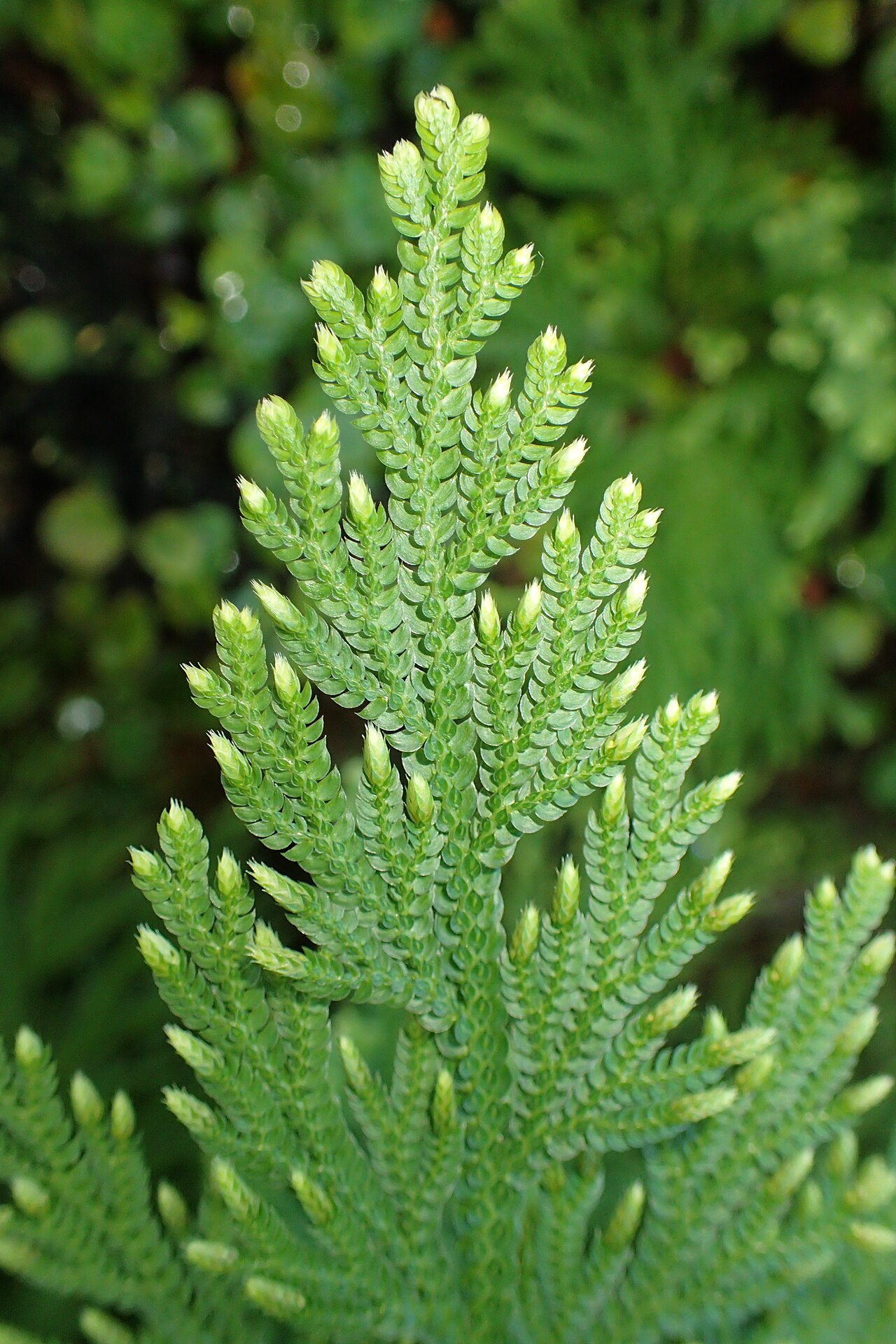 Selaginella pallescens: Selaginella pallescens in the Botanischer Garten, Berlin-Dahlem