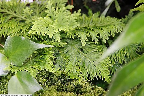 Selaginella pallescens: Location taken: United States Botanic Garden. Names: Selaginella pallescens (C. Presl) Spring, Moss Fer Classification: Plantae > Lycopodiophyta > Lycopodiopsid