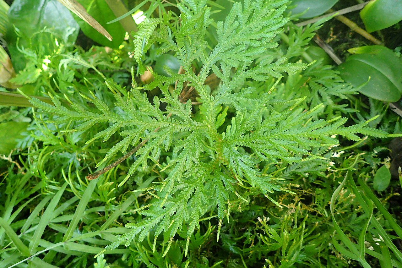 Selaginella pallescens: Selaginella pallescens in the Missouri Botanical Garden, St. Louis