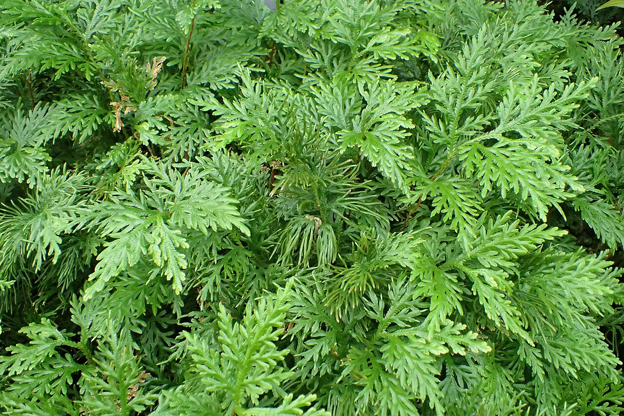 Selaginella pallescens: Selaginella pallescens in Lincoln Park Conservatory in Chicago