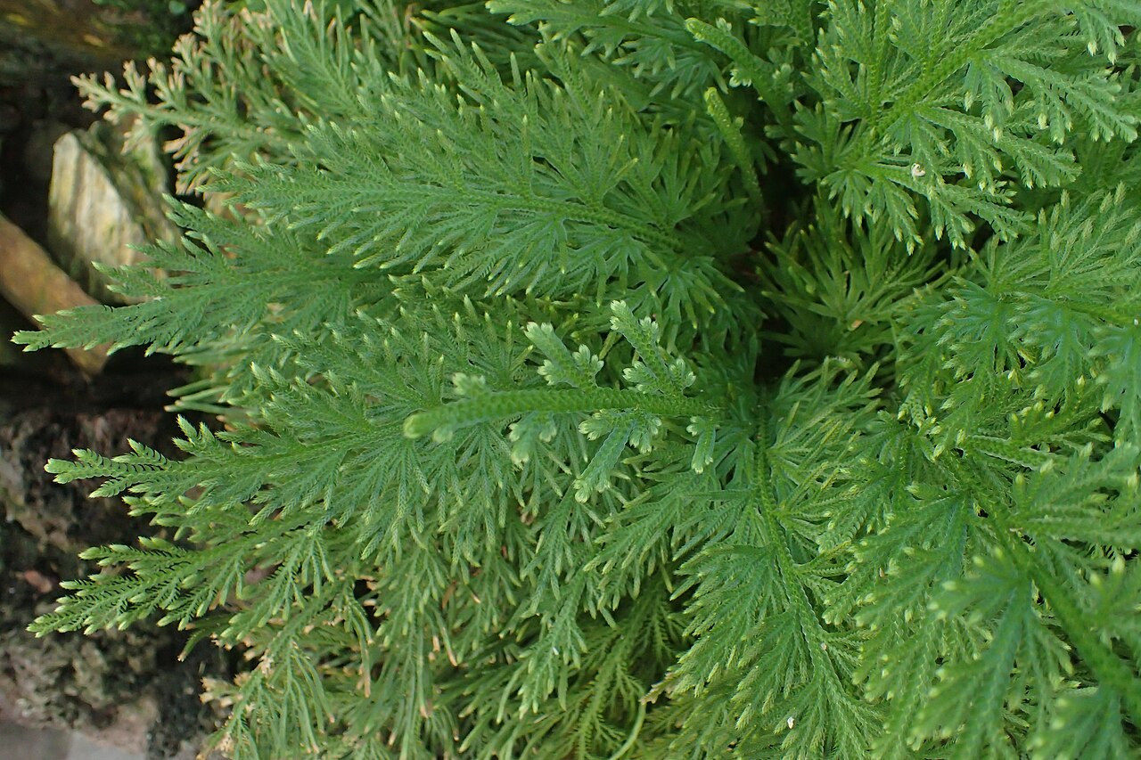 Selaginella pallescens: Selaginella pallescens in the Botanischer Garten, Berlin-Dahlem