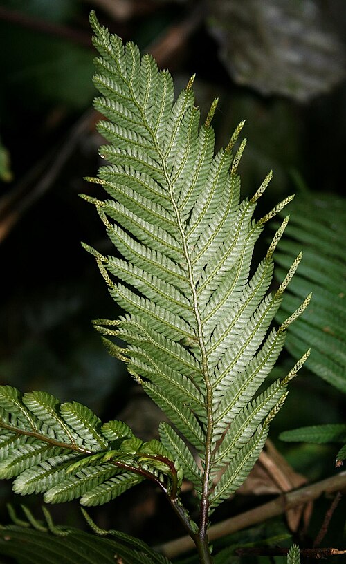 Selaginella picta: Selaginella picta , Moosfarngewächse (Selaginellaceae) - Vietnam/Việt Nam: S Pa So, Phong Thổ
