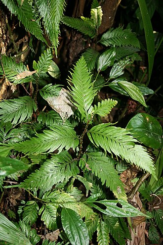 Selaginella picta: Selaginella picta , Moosfarngewächse (Selaginellaceae) - Vietnam/Việt Nam: S Pa So, Phong Thổ