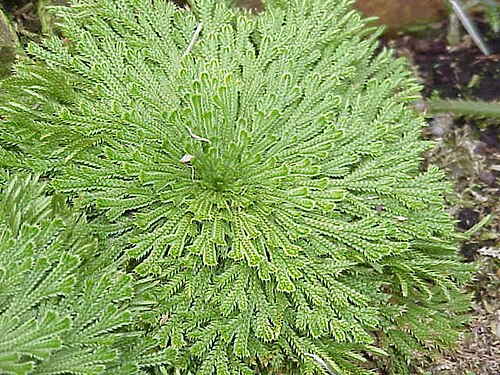 Resurrection plant: Species : Selaginella pilifera Family : Selaginellaceae Image No. 2