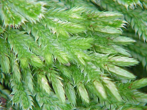 Resurrection plant: Species : Selaginella pilifera Family : Selaginellaceae Image No. 1