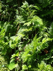Asian spikemoss (Selaginella plana)
