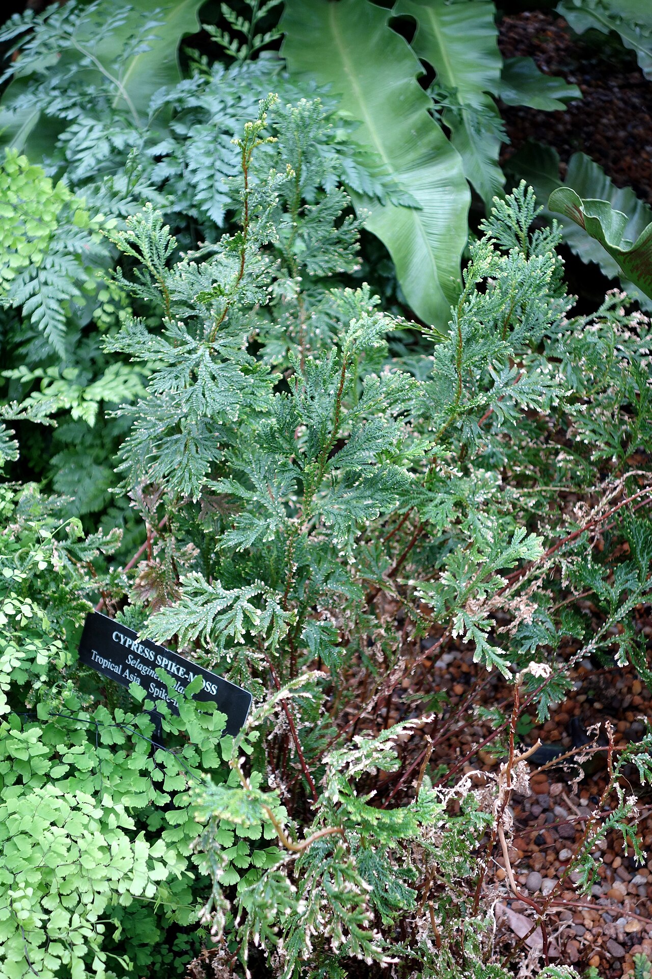 Asian spikemoss: Botanical specimen in Longwood Gardens, 1001 Longwood Rd, Kennett Square, Pennsylvania, USA.