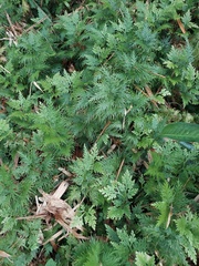 Asian spikemoss (Selaginella plana)