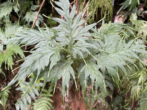 Asian spikemoss (Selaginella plana)
