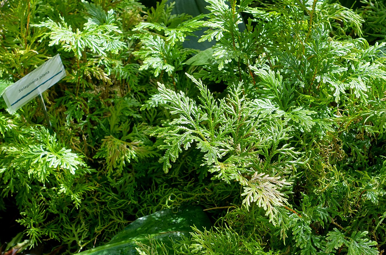 Asian spikemoss: Botanical specimen in the Marie Selby Botanical Gardens - Sarasota, Florida, USA.