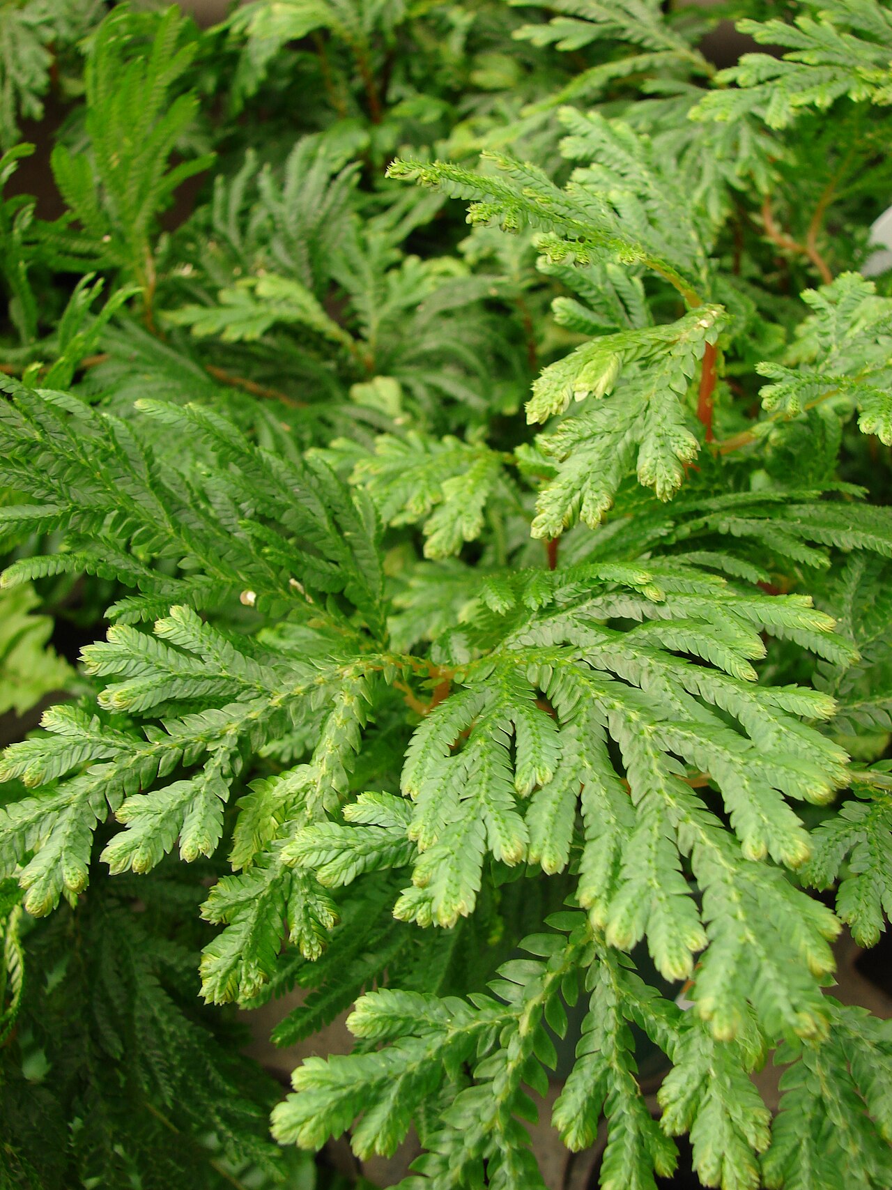 Asian spikemoss: Selaginella plana (habit). Location: Maui, Walmart Kahului