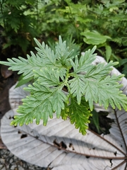 Asian spikemoss (Selaginella plana)