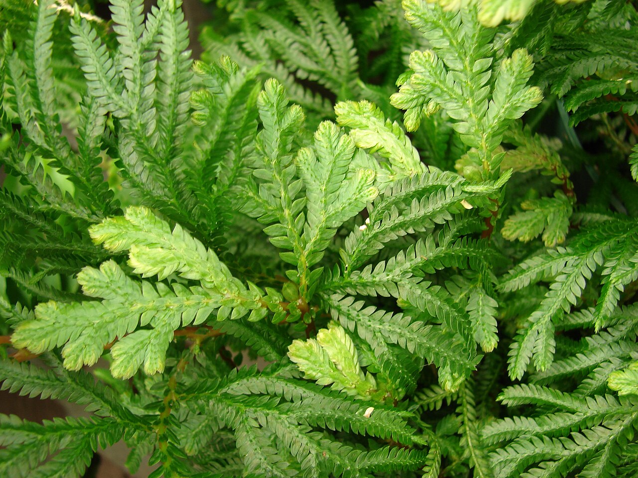 Asian spikemoss: Selaginella plana (habit). Location: Maui, Walmart Kahului