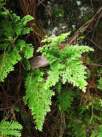 Asian spikemoss: Selaginella plana at Nglanggeran Andesite Range, Gunungkidul, Yogyakarta.