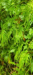 Asian spikemoss (Selaginella plana)