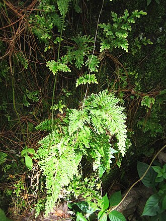 Asian spikemoss: Selaginella plana at Nglanggeran Andesite Range, Gunungkidul, Yogyakarta.