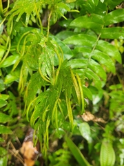Asian spikemoss (Selaginella plana)