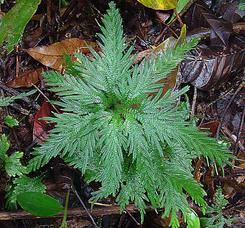 Selaginella praestans: Native from Nicaragua to Peru. Photo from the Canal Zone, Panama. In context at www.dixpix.ca/meso_america/Flora/primitive/index.html
