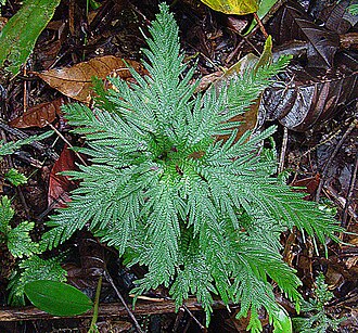 Selaginella praestans: Native from Nicaragua to Peru. Photo from the Canal Zone, Panama. In context at www.dixpix.ca/meso_america/Flora/primitive/index.html
