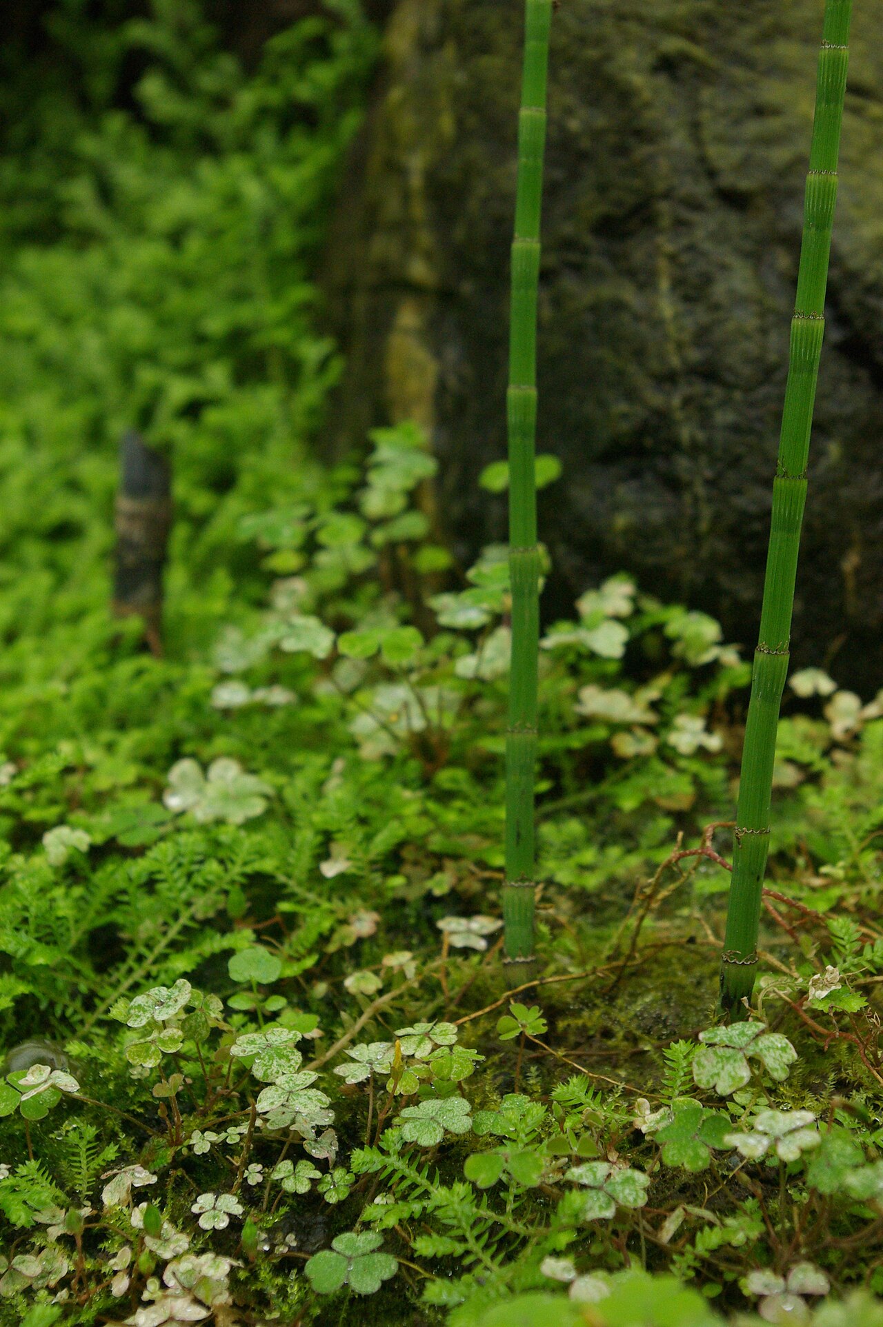 Selaginella rodriguesiana: Selaginella rodriguesiana, Conservatoire botanique national de Brest