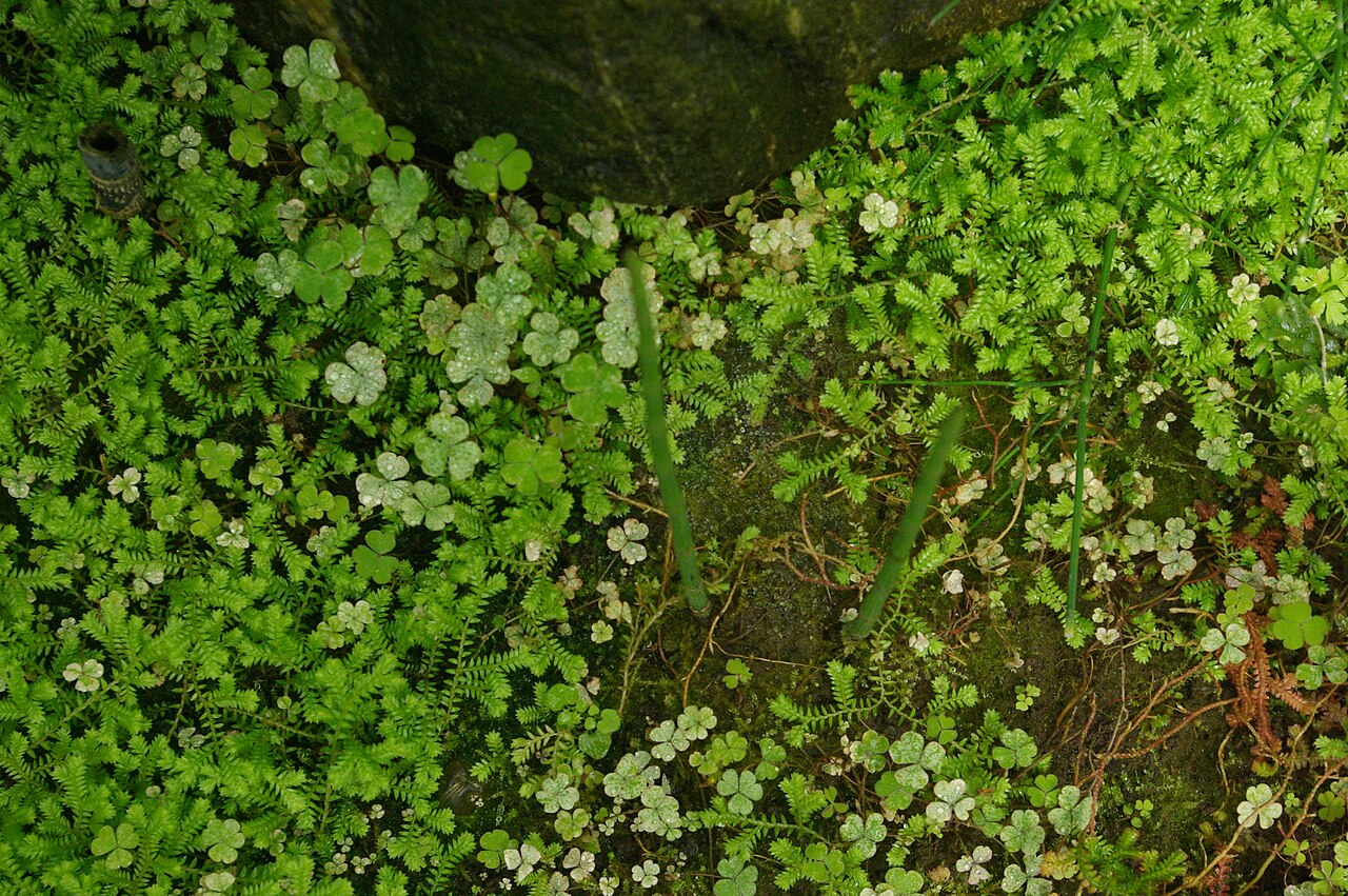 Selaginella rodriguesiana: Selaginella rodriguesiana, Conservatoire botanique national de Brest