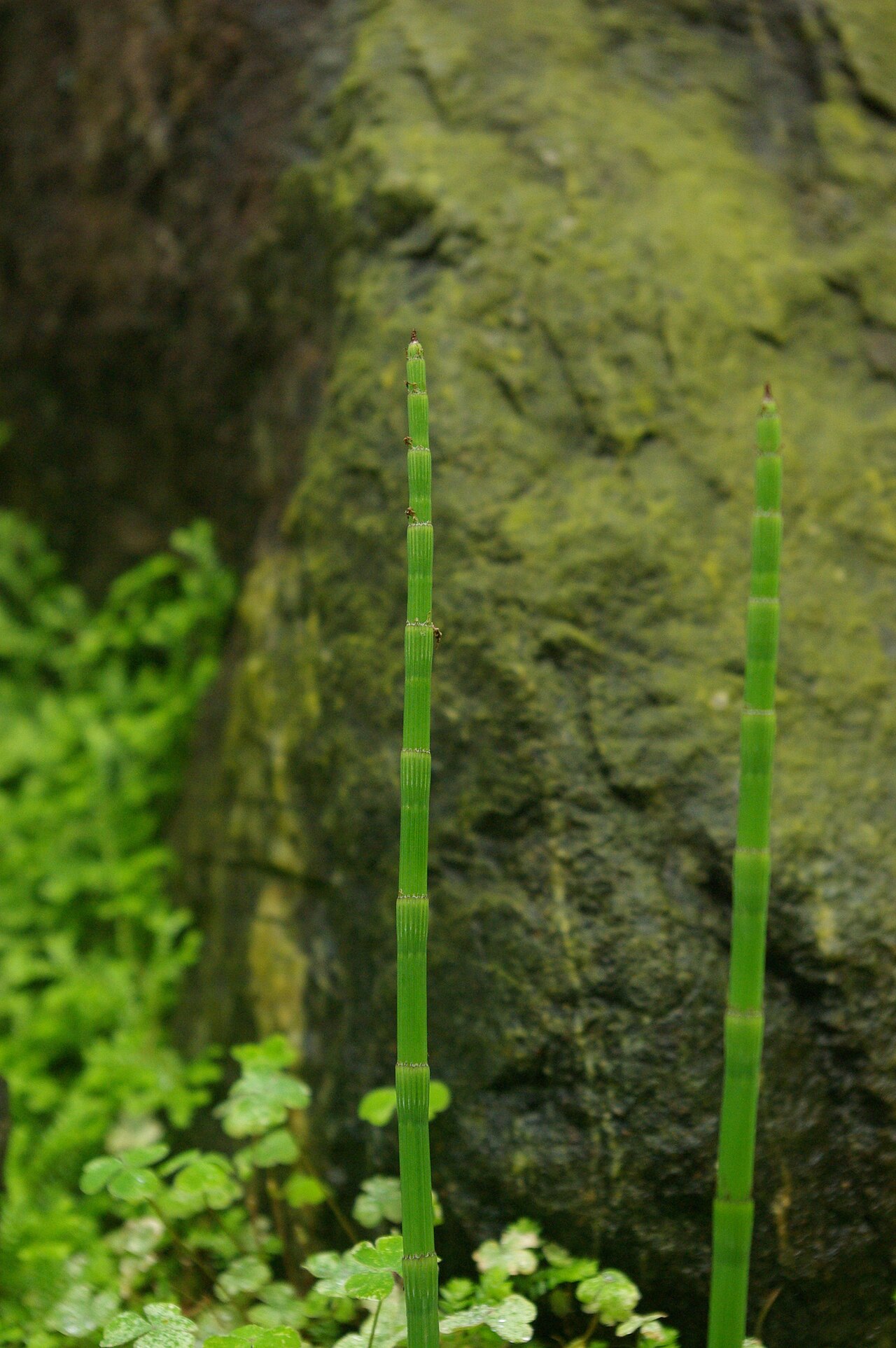 Selaginella rodriguesiana: Selaginella rodriguesiana, Conservatoire botanique national de Brest