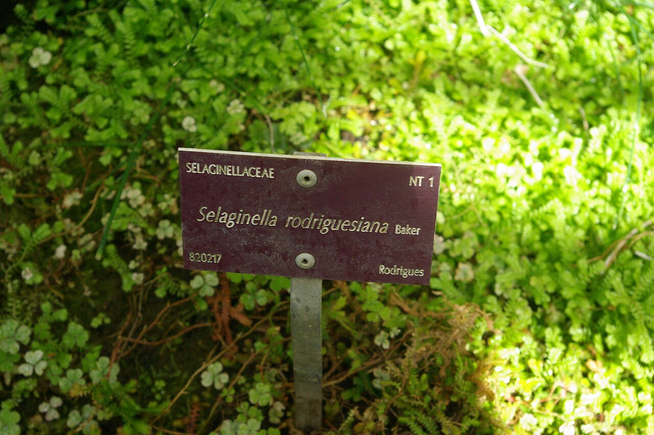 Selaginella rodriguesiana: Selaginella rodriguesiana, Conservatoire botanique national de Brest