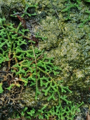 Selaginella rossii (Selaginella rossii)