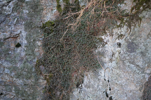 Selaginella rossii (Selaginella rossii)