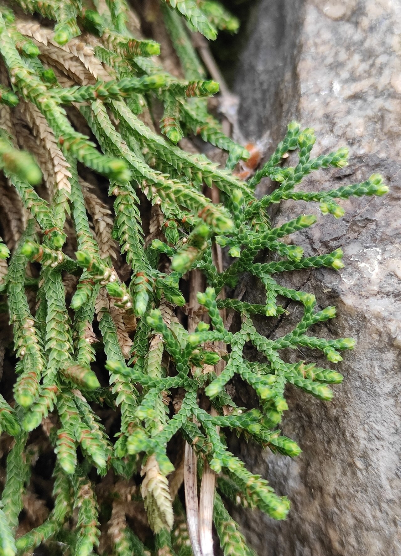Selaginella sanguinolenta: Selaginella sanguinolenta
