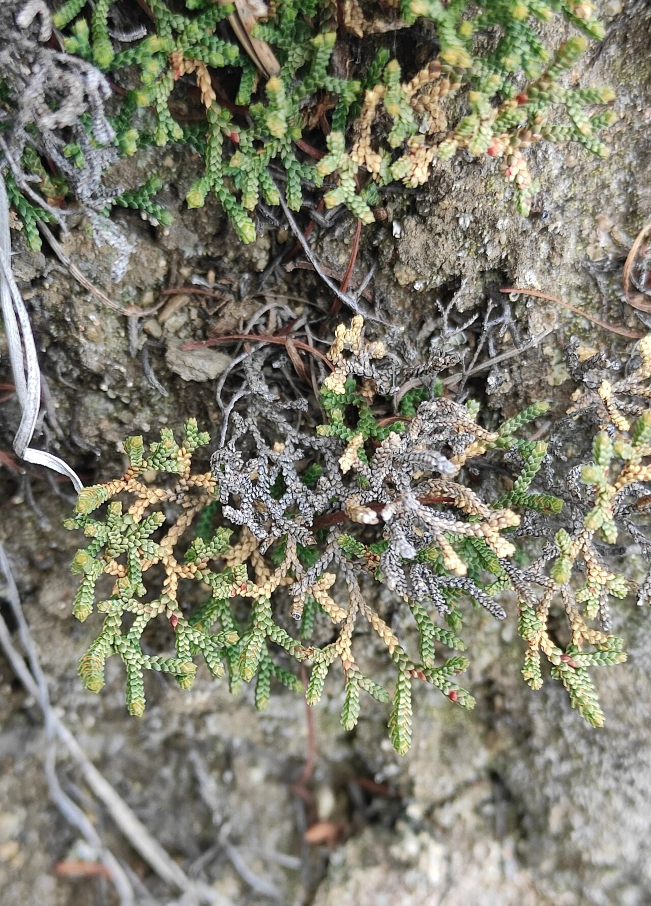 Selaginella sanguinolenta: Selaginella sanguinolenta