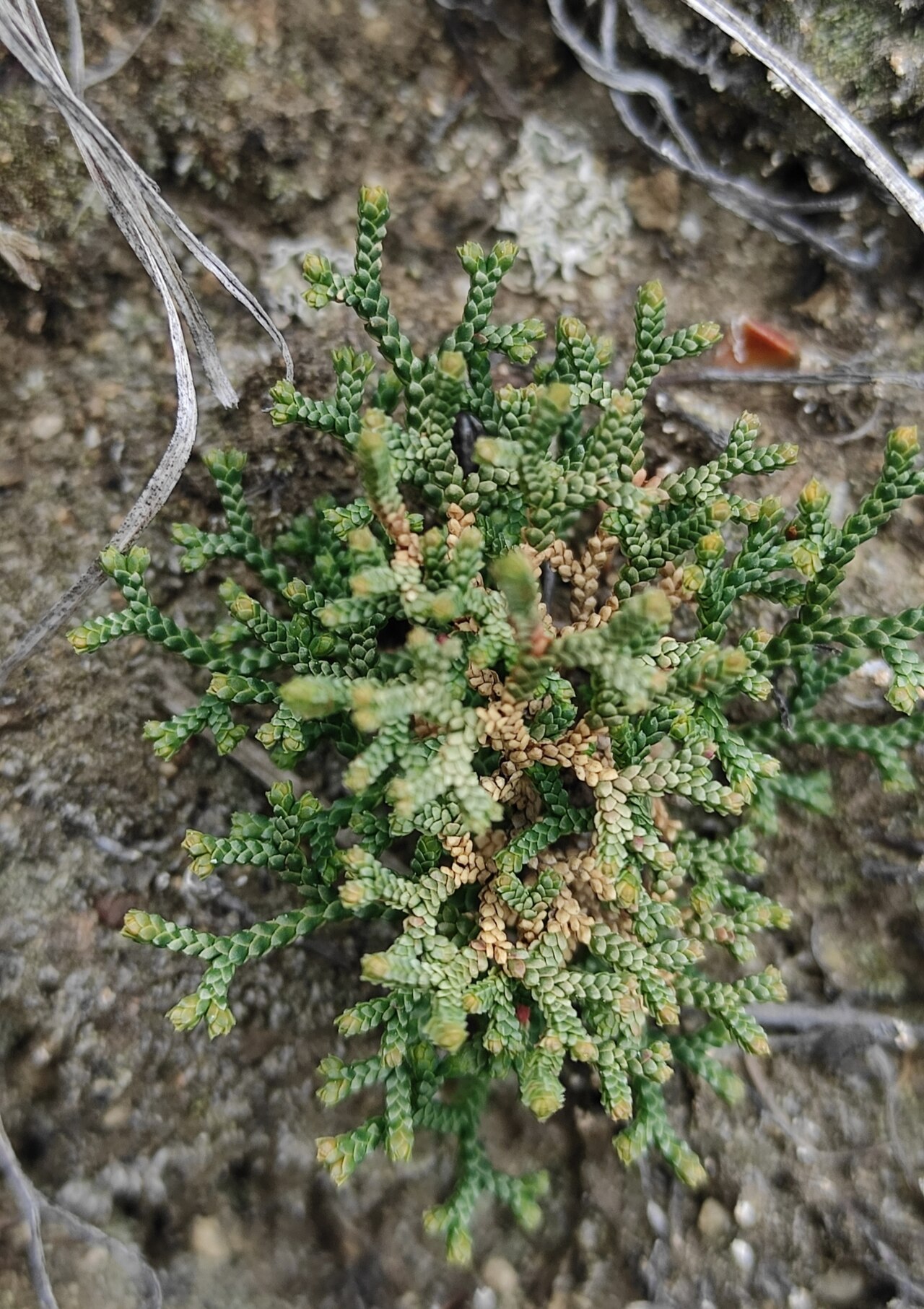 Selaginella sanguinolenta: Selaginella sanguinolenta