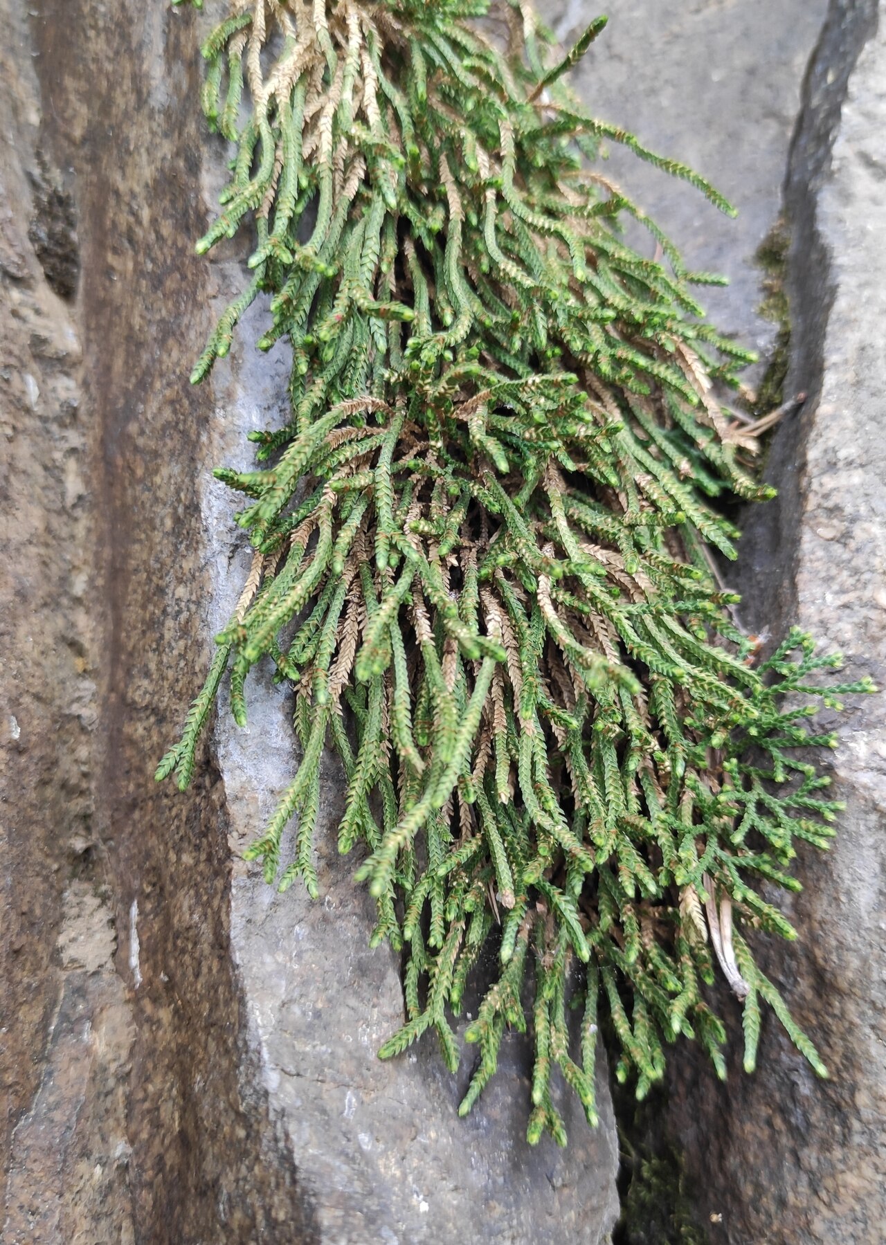 Selaginella sanguinolenta: Selaginella sanguinolenta