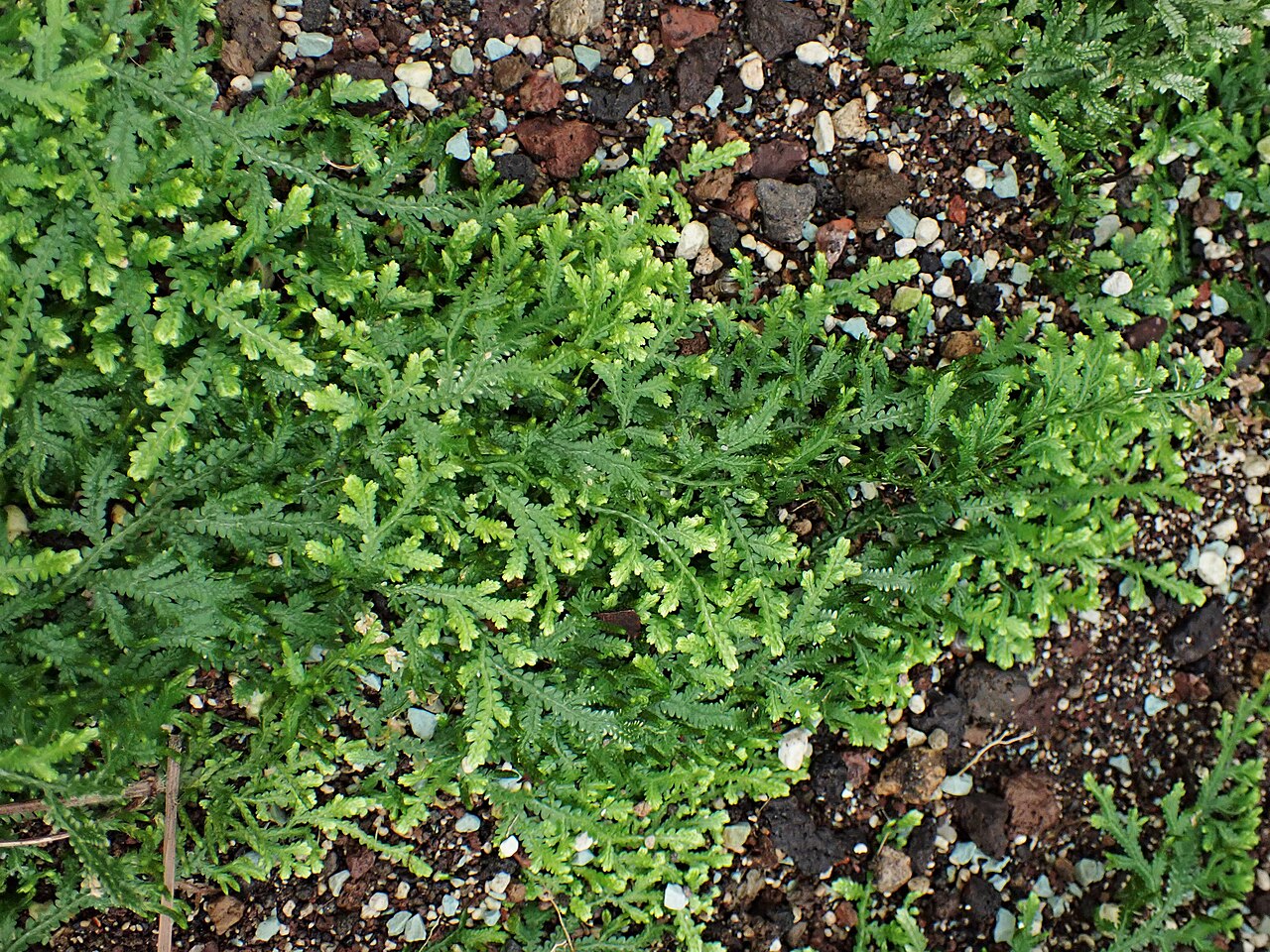 Selaginella serpens: Selaginella serpens in the Botanischer Garten, Berlin-Dahlem