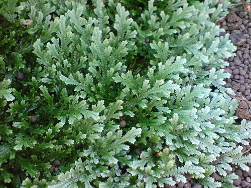 Selaginella serpens: Selaginella_serpens