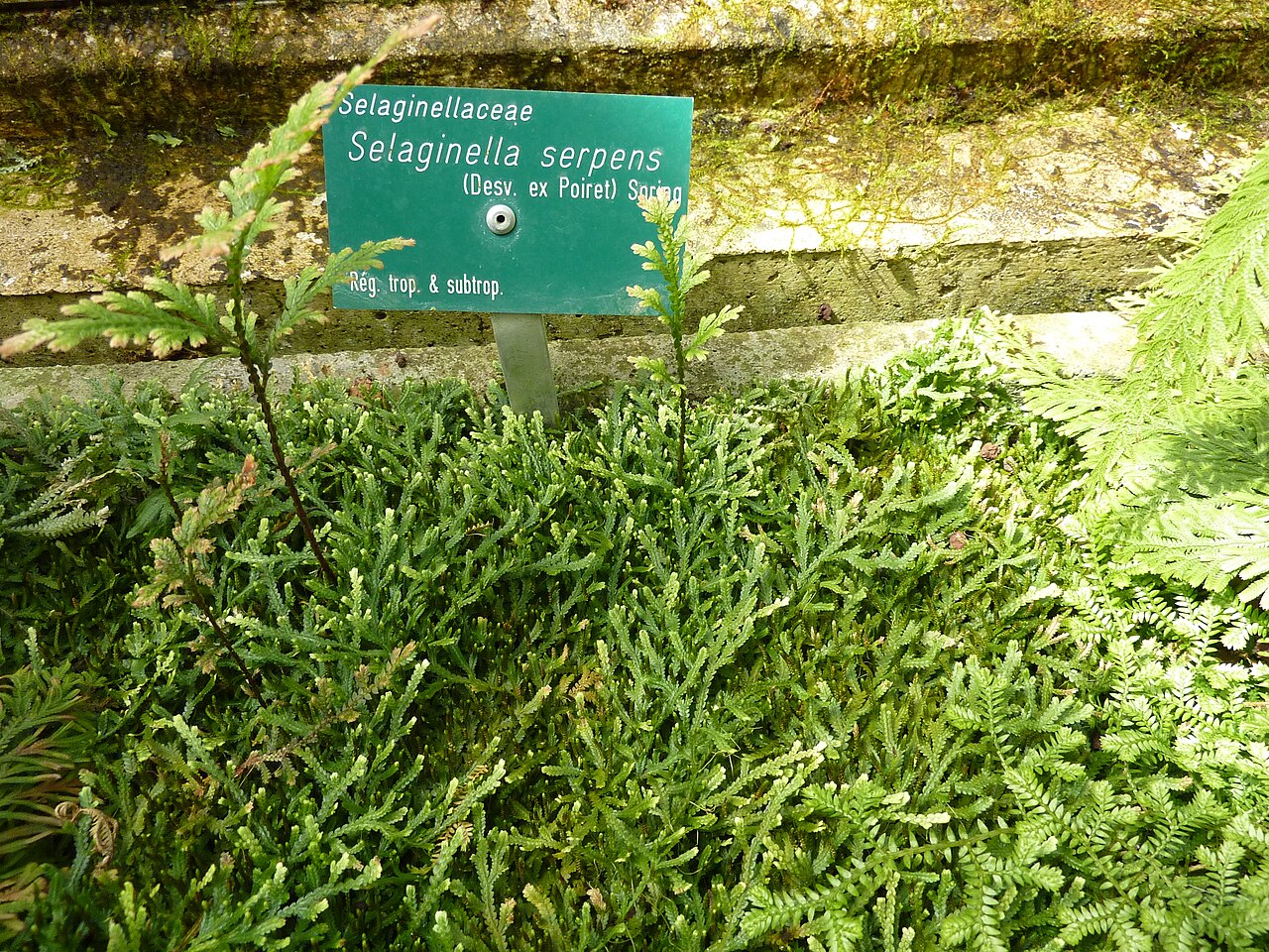 Selaginella serpens: Selaginella serpens . Serres d'Auteuil - Jardin botanique de la Ville de Paris - France