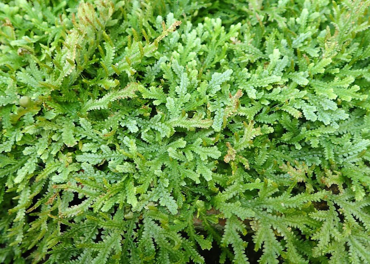 Selaginella serpens: Selaginella serpens in botanical garden in Kraków